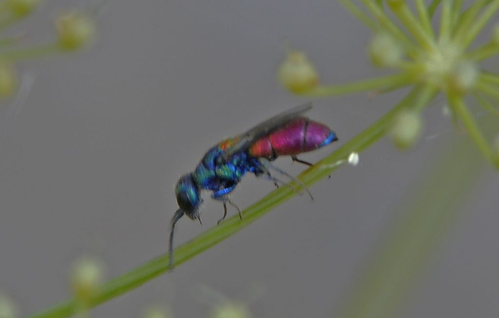 Chrysididae id.: Chrysis scutellaris